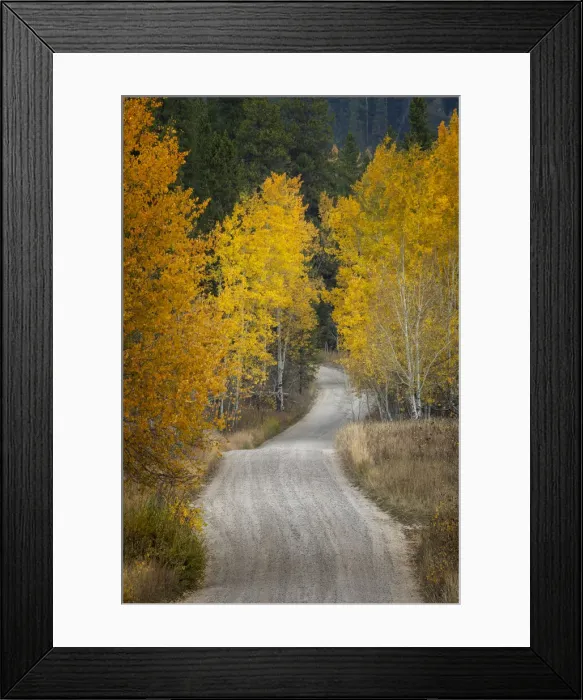 Framed Print : Gravel backroad and autumn aspen trees, Grand Teton National Park, Wyoming