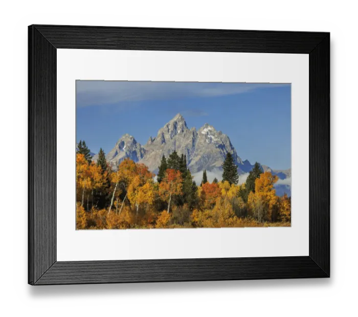 Framed Print : Golden aspen trees and Cathedral Group, Grand Teton National Park, Wyoming Framed Print : Golden aspen trees and Cathedral Group, Grand Teton National Park, Wyoming