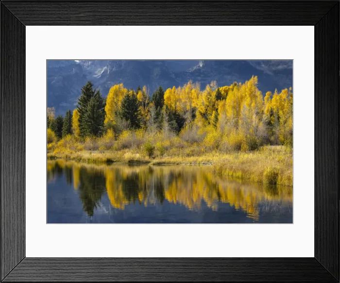 Framed Print : Autumn cottonwood trees reflecting on beaver pond, Schwabacher Landing, Grand Teton National Park, Wyoming Framed Print : Autumn cottonwood trees reflecting on beaver pond, Schwabacher Landing, Grand Teton National Park, Wyoming