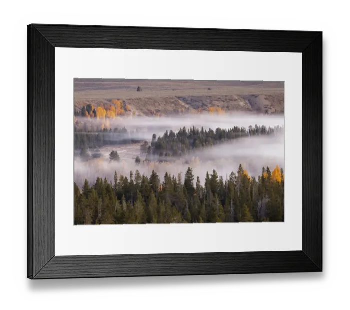 Framed Print : Elevated view of aspen and cottonwood trees in morning mist along Snake River, Grand Teton National Park, Wyoming Framed Print : Elevated view of aspen and cottonwood trees in morning mist along Snake River, Grand Teton National Park, Wyoming