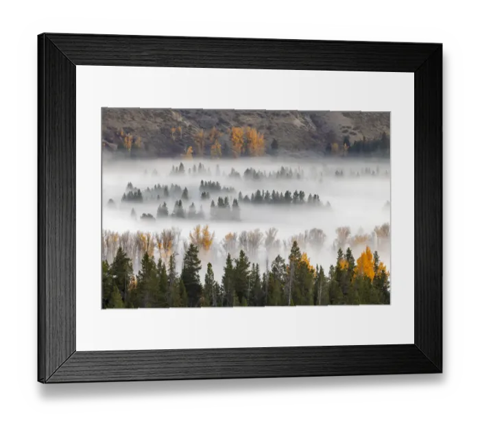 Framed Print : Elevated view of aspen and cottonwood trees in morning mist along Snake River, Grand Teton National Park, Wyoming