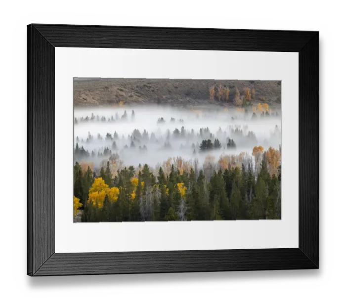 Framed Print : Elevated view of aspen and cottonwood trees in morning mist along Snake River, Grand Teton National Park, Wyoming Framed Print : Elevated view of aspen and cottonwood trees in morning mist along Snake River, Grand Teton National Park, Wyoming