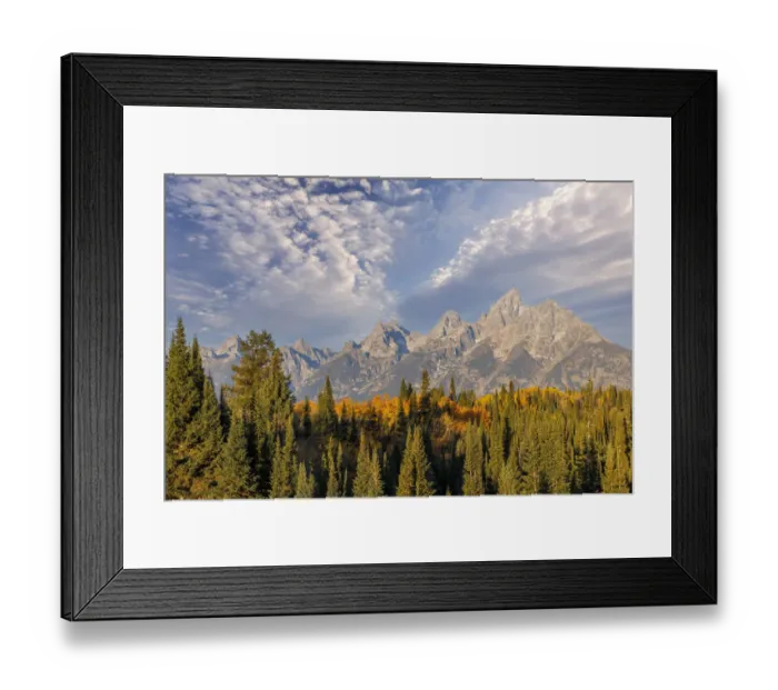 Framed Print : Golden aspen trees and Teton Range in early morning, Grand Teton National Park, Wyoming Framed Print : Golden aspen trees and Teton Range in early morning, Grand Teton National Park, Wyoming