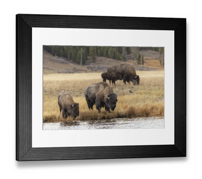Framed Print : American Bison. Yellowstone National Park, Wyoming Framed Print : American Bison. Yellowstone National Park, Wyoming