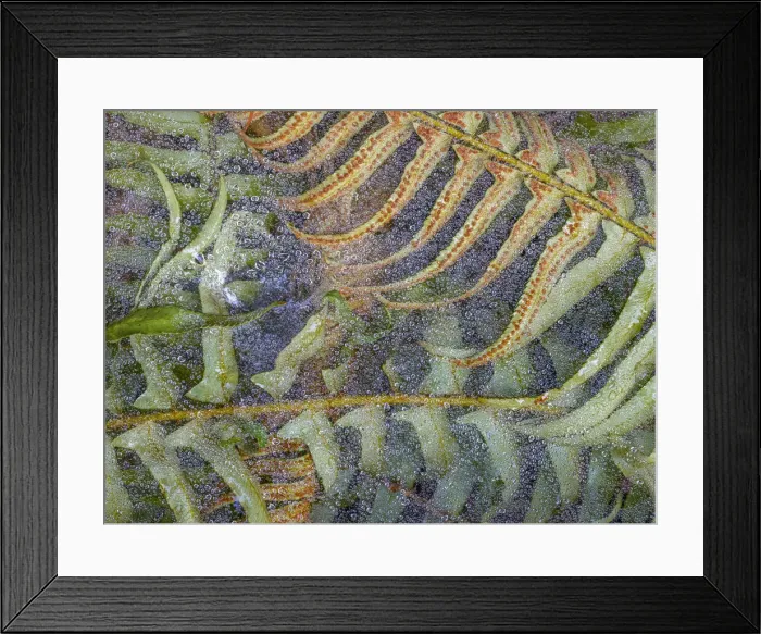 Framed Print : USA, Washington State, Seabeck. Dew-covered spider webs over sword ferns