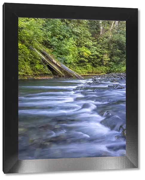 USA, Washington State, Olympic National Forest. Rapids on Duckabush River