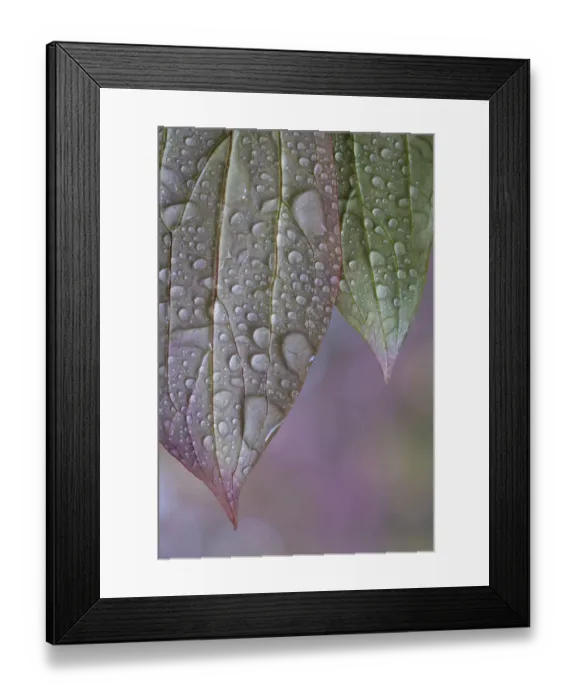 Framed Print : USA, Washington State, Seabeck. Raindrops on peony leaves Framed Print : USA, Washington State, Seabeck. Raindrops on peony leaves