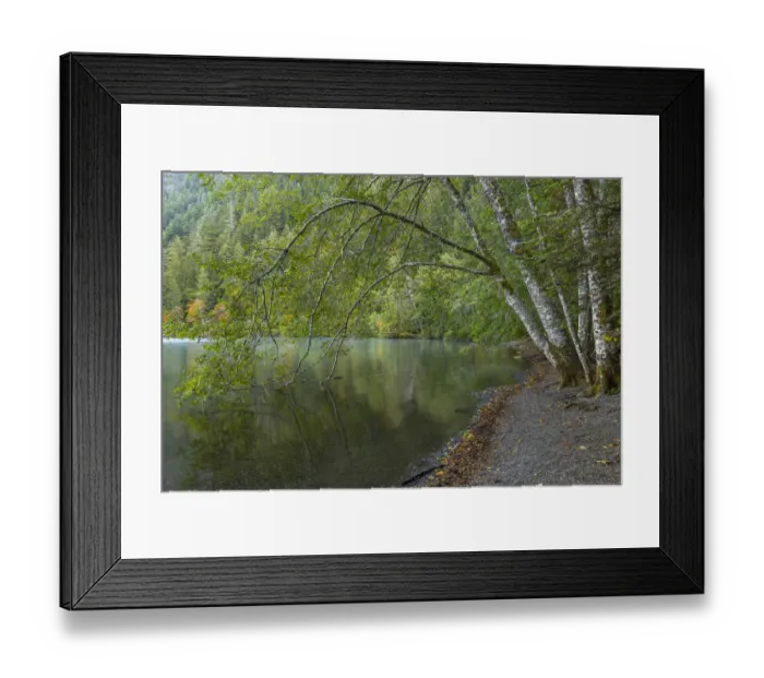Framed Print : USA, Washington State, Olympic National Park. Alder trees overhanging Lake Crescent shore