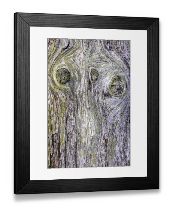Framed Print : USA, Washington State, Fort Flagler State Park. Weathered driftwood close-up