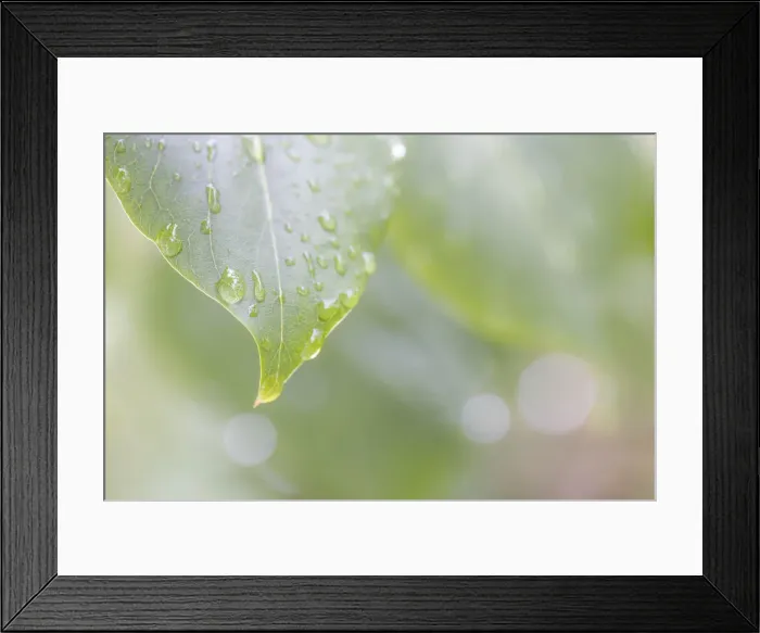 Framed Print : USA, Washington State, Seabeck. Raindrops on lilac leaf