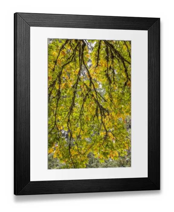 Framed Print : USA, Washington State, Seabeck. Looking up at bigleaf maple branches Framed Print : USA, Washington State, Seabeck. Looking up at bigleaf maple branches