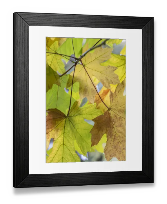 Framed Print : USA, Washington State, Seabeck. Bigleaf maple leaves close-up in autumn