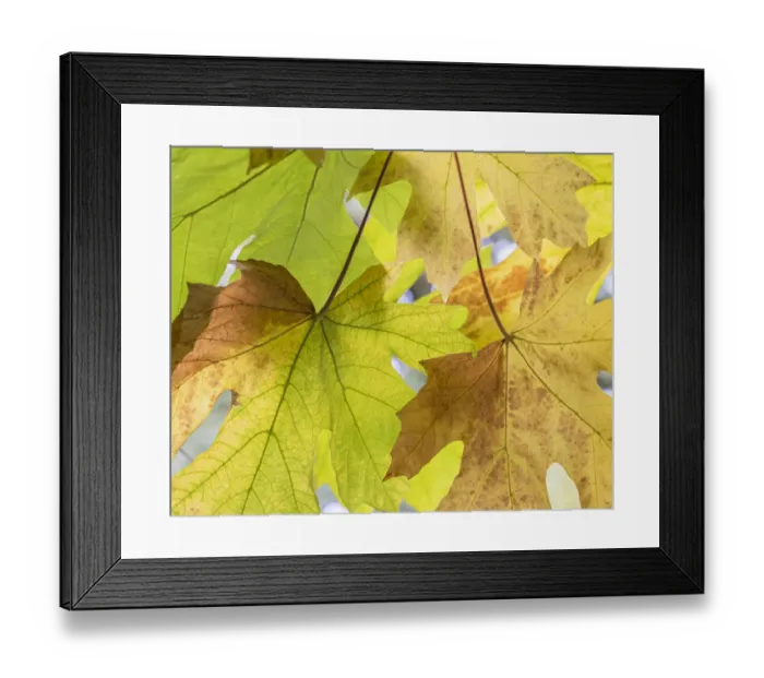 Framed Print : USA, Washington State, Seabeck. Bigleaf maple leaves close-up in autumn Framed Print : USA, Washington State, Seabeck. Bigleaf maple leaves close-up in autumn