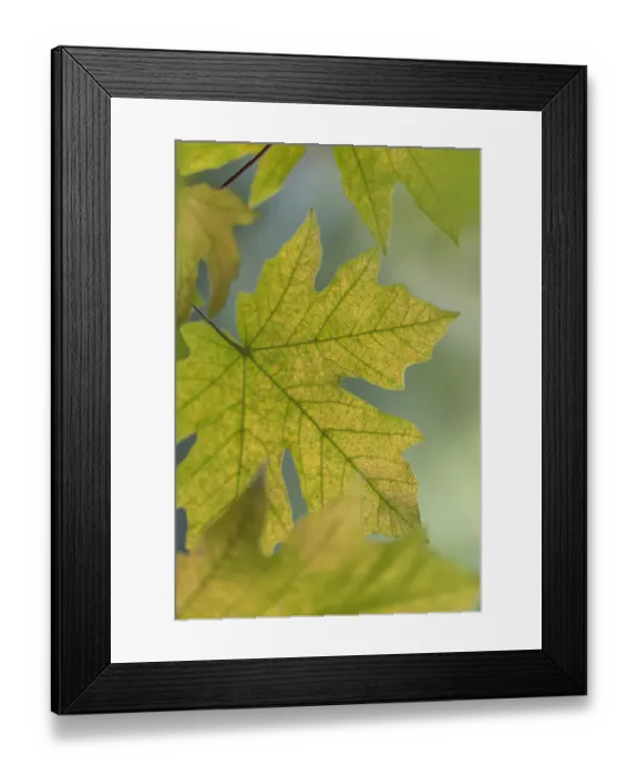 Framed Print : USA, Washington State, Seabeck. Bigleaf maple leaves close-up in autumn