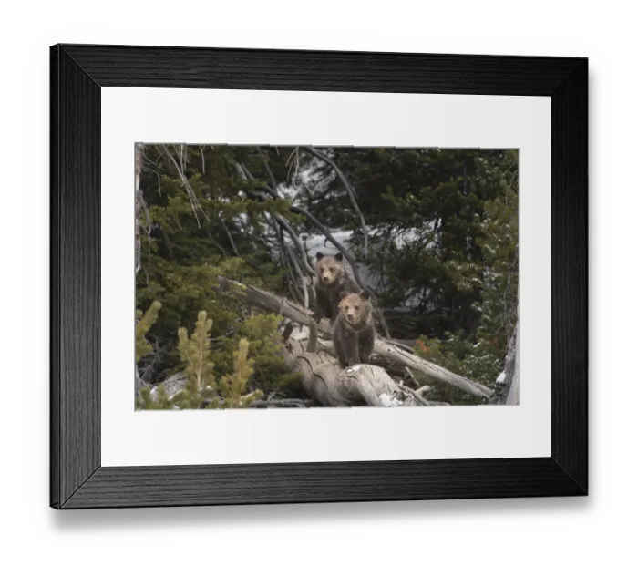 Framed Print : USA, Wyoming, Bridger-Teton National Forest. Grizzly bear cubs on logs Framed Print : USA, Wyoming, Bridger-Teton National Forest. Grizzly bear cubs on logs