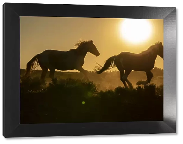USA, Wyoming. Running wild horses silhouetted at sunset