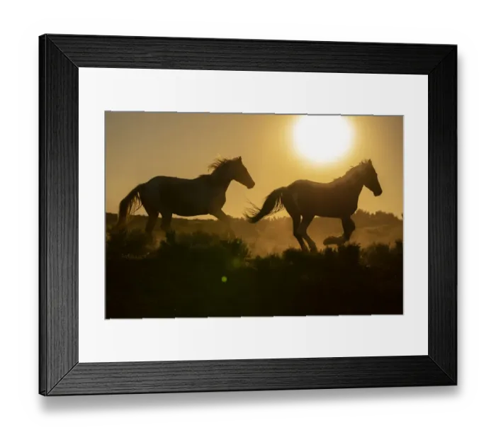 Framed Print : USA, Wyoming. Running wild horses silhouetted at sunset Framed Print : USA, Wyoming. Running wild horses silhouetted at sunset