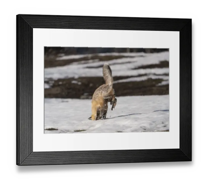 Framed Print : USA, Wyoming, Grand Teton National Park. Red fox diving for voles under the snow Framed Print : USA, Wyoming, Grand Teton National Park. Red fox diving for voles under the snow
