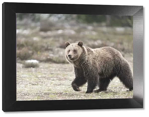 USA, Wyoming, Grand Teton National Park. Grizzly bear close-up