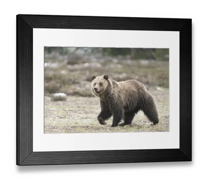 Framed Print : USA, Wyoming, Grand Teton National Park. Grizzly bear close-up Framed Print : USA, Wyoming, Grand Teton National Park. Grizzly bear close-up