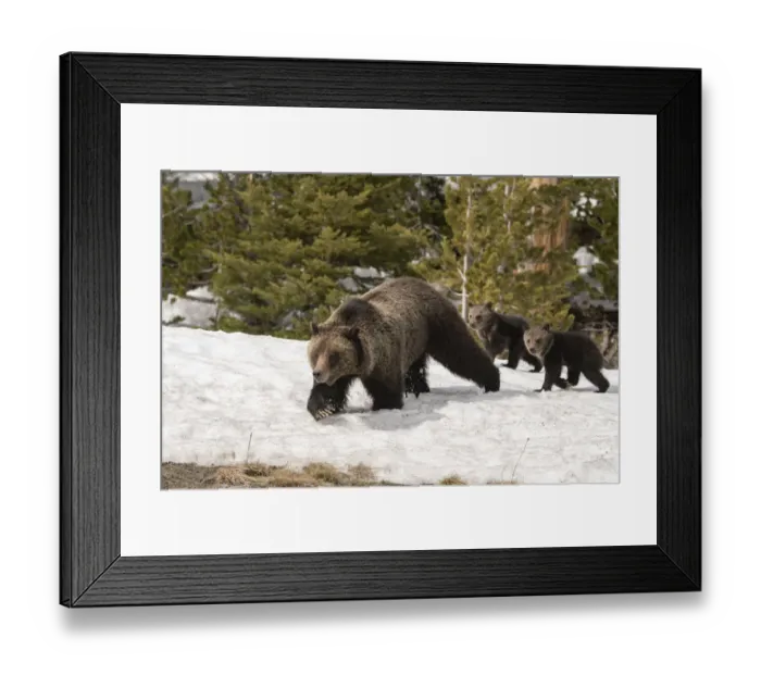Framed Print : USA, Wyoming, Bridger-Teton National Forest. Grizzly bear sow with spring cubs Framed Print : USA, Wyoming, Bridger-Teton National Forest. Grizzly bear sow with spring cubs