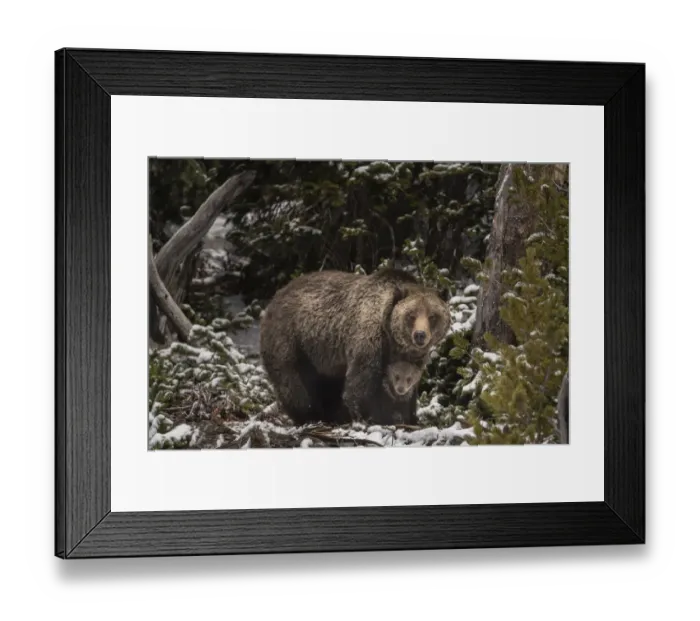 Framed Print : USA, Wyoming, Bridger-Teton National Forest. Grizzly bear sow and cub Framed Print : USA, Wyoming, Bridger-Teton National Forest. Grizzly bear sow and cub