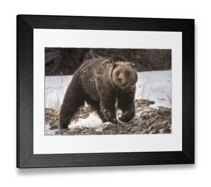 Framed Print : USA, Wyoming, Bridger-Teton National Forest. Grizzly bear sow close-up