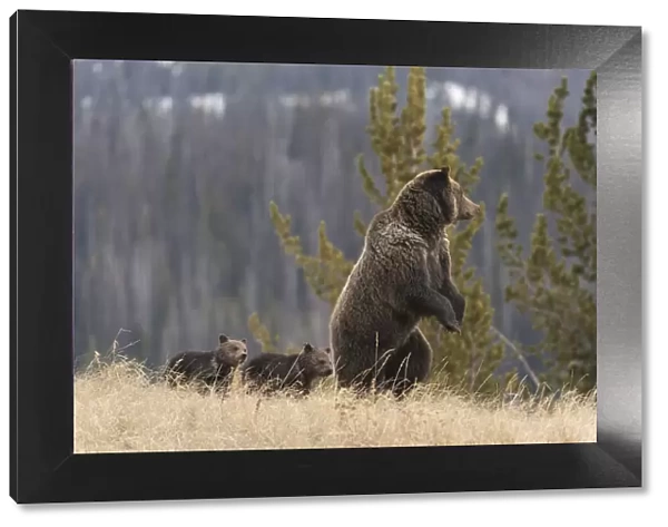 USA, Wyoming, Bridger-Teton National Forest. Standing grizzly bear sow with spring cubs
