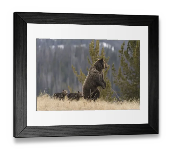 Framed Print : USA, Wyoming, Bridger-Teton National Forest. Standing grizzly bear sow with spring cubs Framed Print : USA, Wyoming, Bridger-Teton National Forest. Standing grizzly bear sow with spring cubs