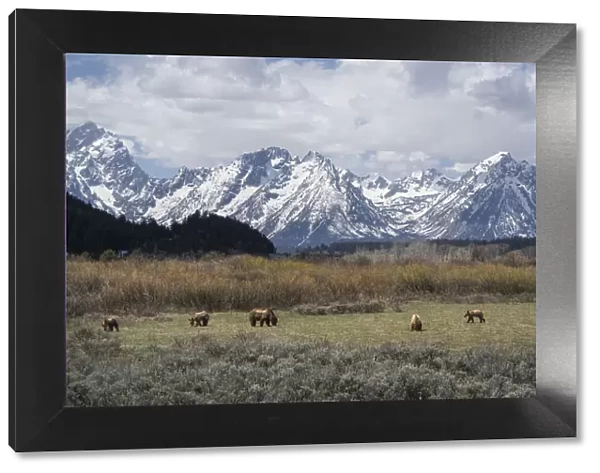 USA, Wyoming, Grand Teton National Park. Grizzly bear sow and four cubs in field