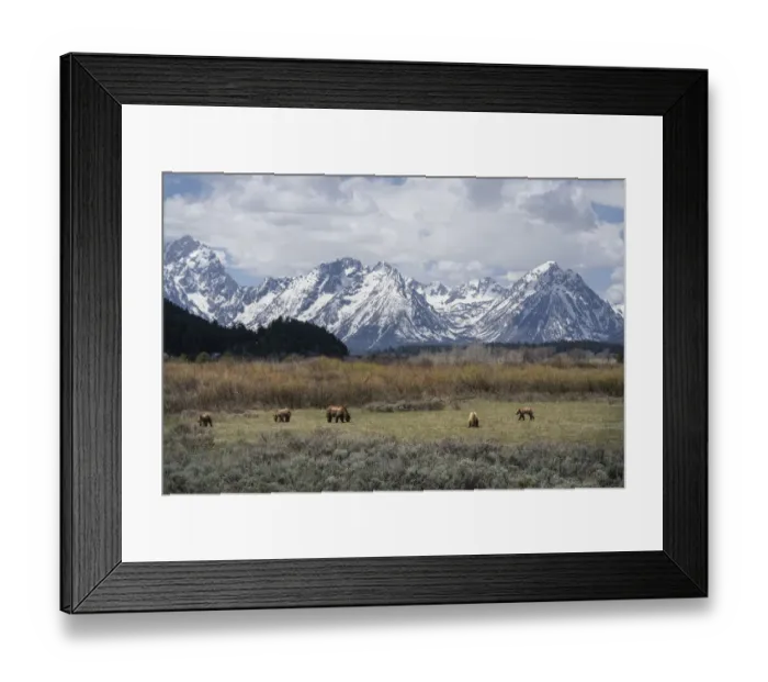 Framed Print : USA, Wyoming, Grand Teton National Park. Grizzly bear sow and four cubs in field