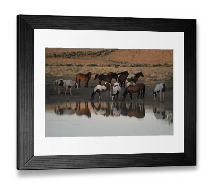 Framed Print : USA, Wyoming. Wild horses drink from waterhole in desert Framed Print : USA, Wyoming. Wild horses drink from waterhole in desert