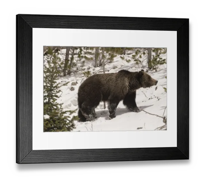 Framed Print : USA, Wyoming, Bridger-Teton National Forest. Grizzly bear sow in profile Framed Print : USA, Wyoming, Bridger-Teton National Forest. Grizzly bear sow in profile
