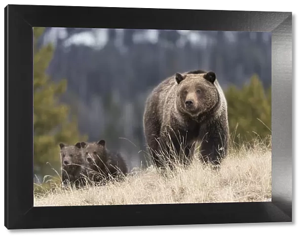 USA, Wyoming, Bridger-Teton National Forest. Grizzly bear sow with spring cubs