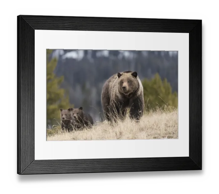Framed Print : USA, Wyoming, Bridger-Teton National Forest. Grizzly bear sow with spring cubs Framed Print : USA, Wyoming, Bridger-Teton National Forest. Grizzly bear sow with spring cubs