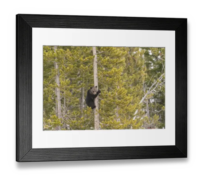 Framed Print : USA, Wyoming, Bridger-Teton National Forest. Grizzly bear cub climbing pine tree Framed Print : USA, Wyoming, Bridger-Teton National Forest. Grizzly bear cub climbing pine tree