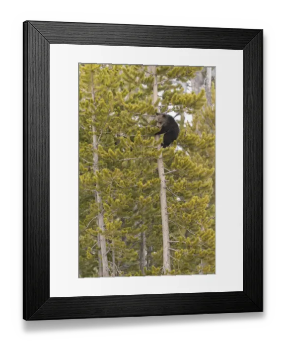 Framed Print : USA, Wyoming, Bridger-Teton National Forest. Grizzly bear cub climbing pine tree Framed Print : USA, Wyoming, Bridger-Teton National Forest. Grizzly bear cub climbing pine tree