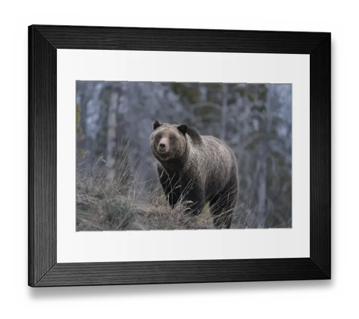 Framed Print : USA, Wyoming, Bridger-Teton National Forest. Grizzly bear sow close-up Framed Print : USA, Wyoming, Bridger-Teton National Forest. Grizzly bear sow close-up