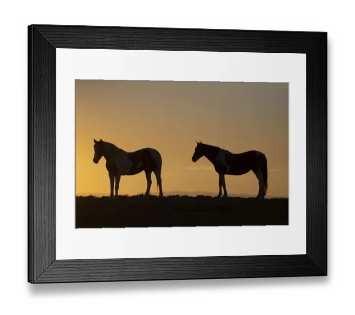 Framed Print : USA, Wyoming. Wild horses silhouetted at sunset