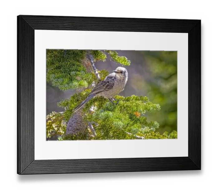 Framed Print : USA, Wyoming, Laramie. Canada jay in tree Framed Print : USA, Wyoming, Laramie. Canada jay in tree