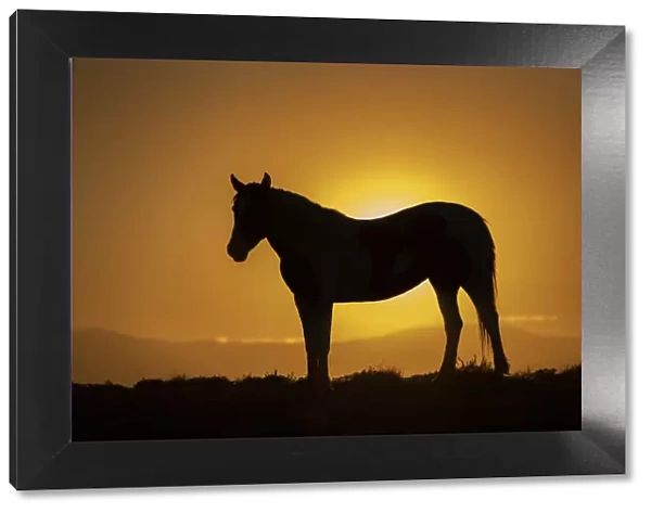 USA, Wyoming. Wild horse silhouetted at sunset