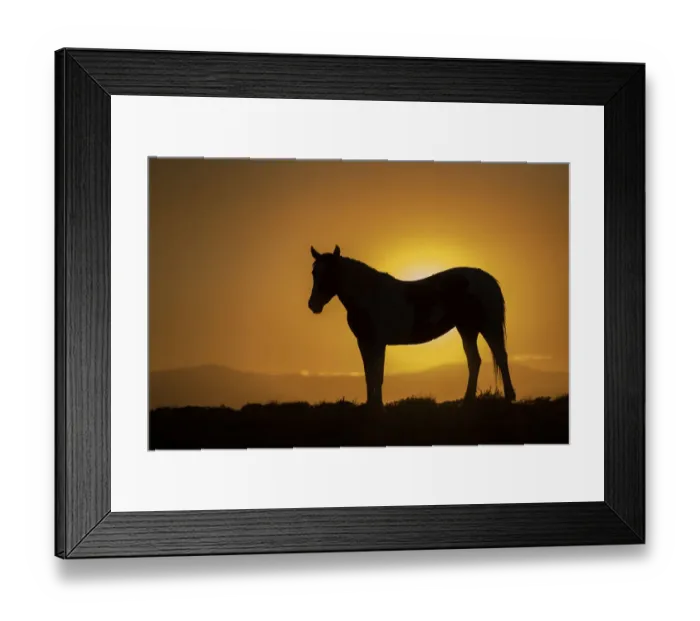 Framed Print : USA, Wyoming. Wild horse silhouetted at sunset Framed Print : USA, Wyoming. Wild horse silhouetted at sunset