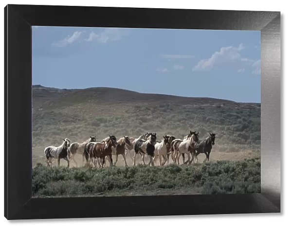 USA, Wyoming. Wild horses create dust while trotting to desert waterhole