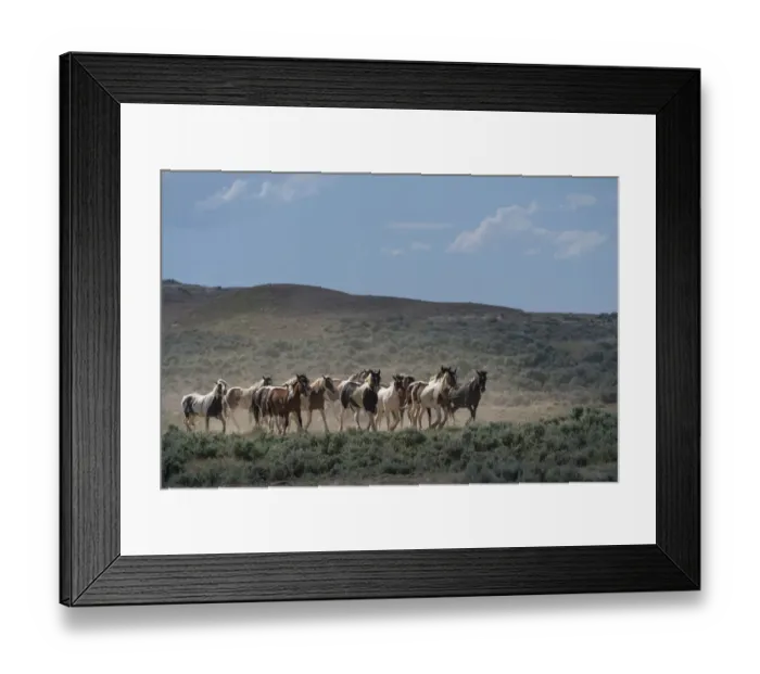 Framed Print : USA, Wyoming. Wild horses create dust while trotting to desert waterhole Framed Print : USA, Wyoming. Wild horses create dust while trotting to desert waterhole