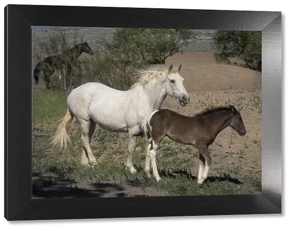 USA, Wyoming. Wild mare and her foal close-up