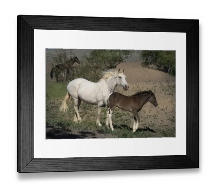 Framed Print : USA, Wyoming. Wild mare and her foal close-up