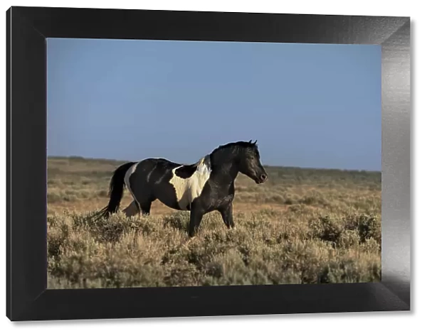 USA, Wyoming. Wild stallion walks in desert sage brush