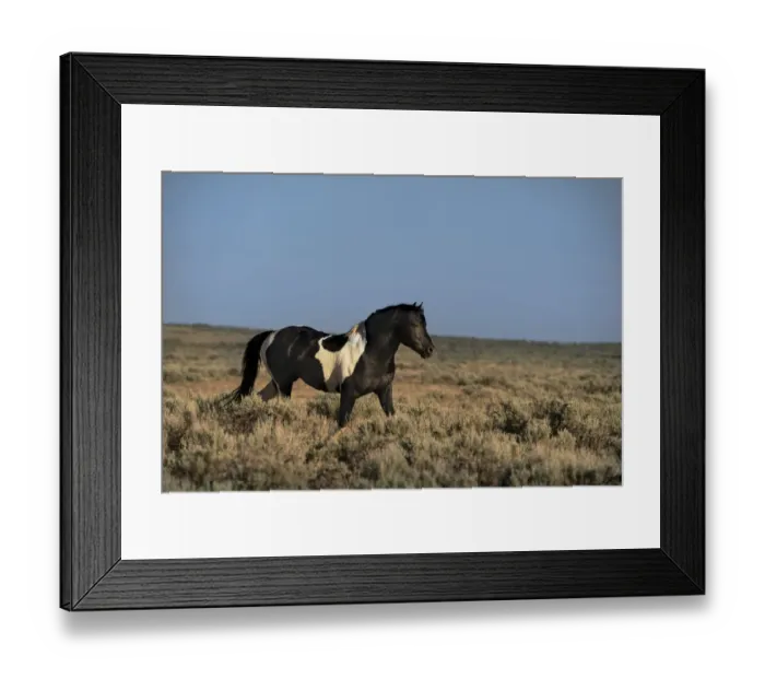 Framed Print : USA, Wyoming. Wild stallion walks in desert sage brush