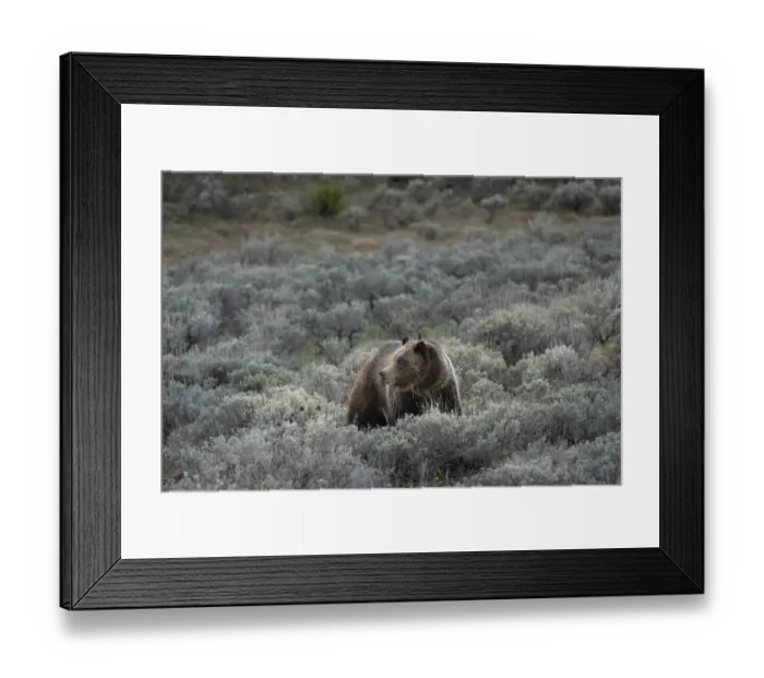 Framed Print : USA, Wyoming, Grand Teton National Park. Grizzly bear sow and cub amid sage bushes Framed Print : USA, Wyoming, Grand Teton National Park. Grizzly bear sow and cub amid sage bushes