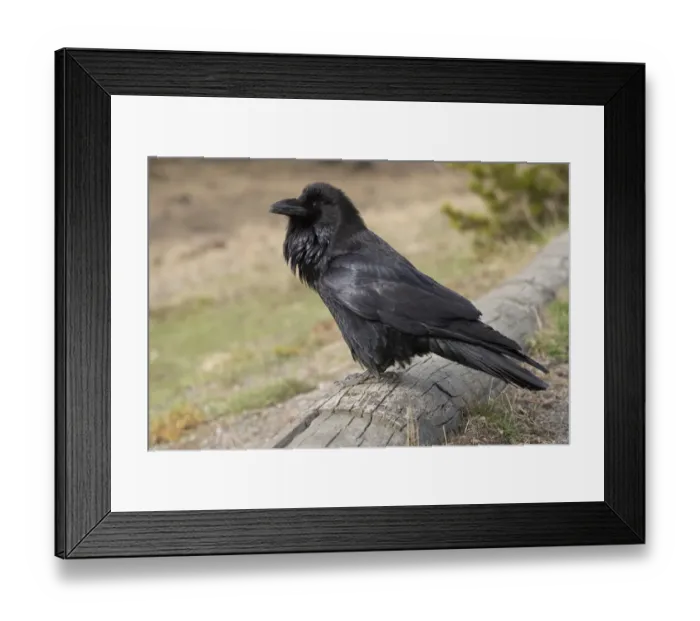 Framed Print : USA, Wyoming, Grand Teton National Park. Common raven close-up Framed Print : USA, Wyoming, Grand Teton National Park. Common raven close-up